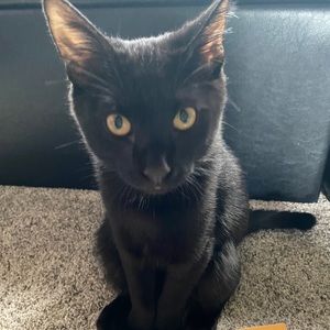 Meet your Posher, Kory